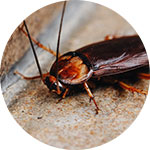 Patriot Pest Control | Pest Control Services in Jackson Michigan | Cockroaches