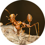 Patriot Pest Control | Pest Control Services in Jackson Michigan | Carpenter Ants | Request a Call Back | Yellow Jackets