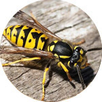 Patriot Pest Control | Pest Control Services in Jackson Michigan | Yellow Jackets