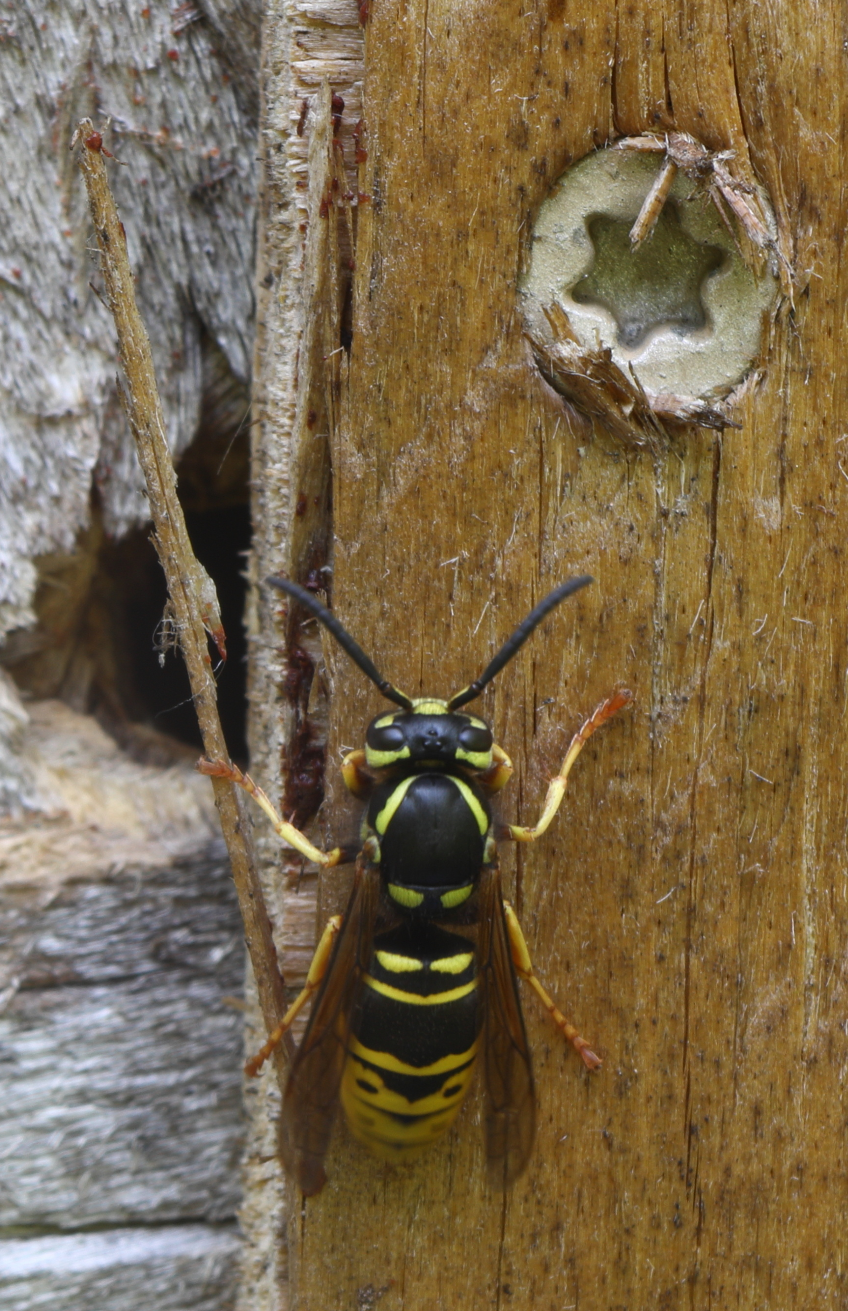 Yellow Jackets | Pest Control | Patriot Pest Control | Jackson \u0026 Lansing, MI, image size:3300x5100