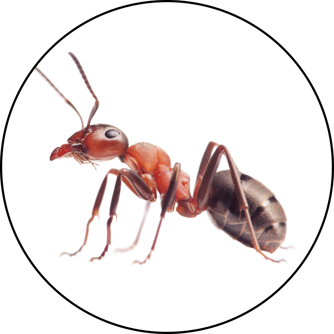 Patriot Pest Control | Pest Control Services in Jackson Michigan | Ants