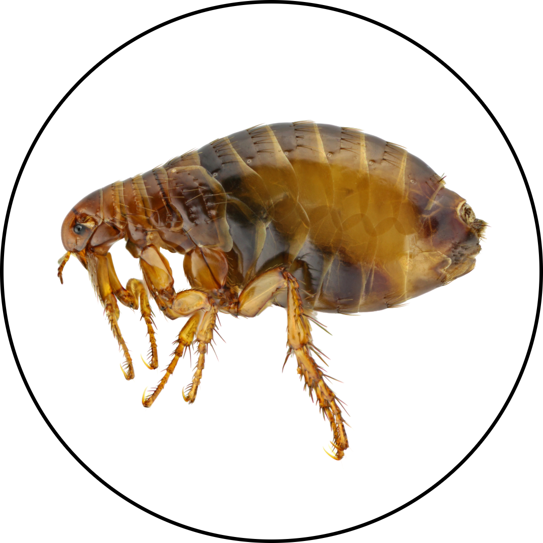 Patriot Pest Control | Pest Control Services in Jackson Michigan | Fleas