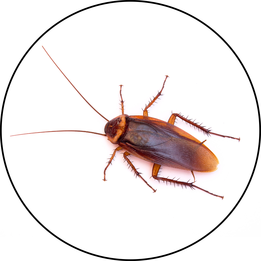 Patriot Pest Control | Pest Control Services in Jackson Michigan | Cockroaches