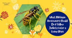 Yellow Jacket Pest Control Jackson MI