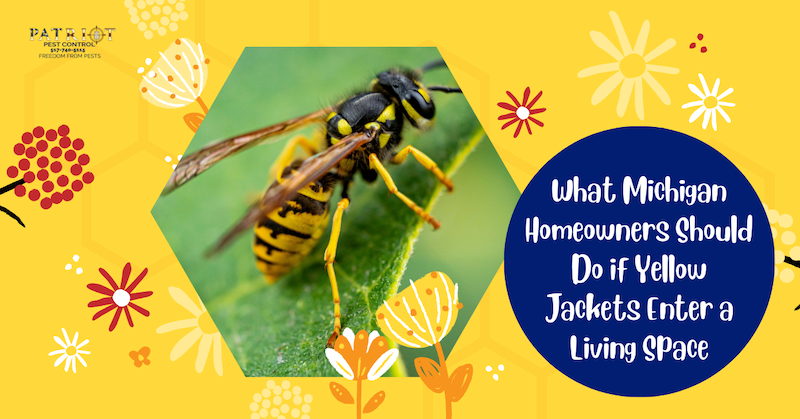 Yellow Jacket Pest Control Jackson MI