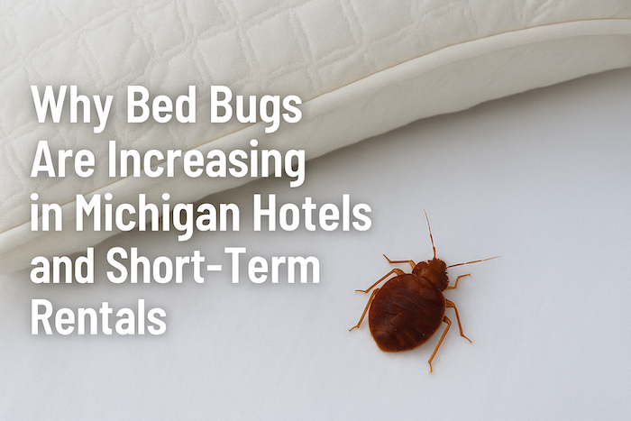 Bed Bug Pest Control