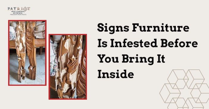 Signs Furniture Is Infested Before You Bring It Inside