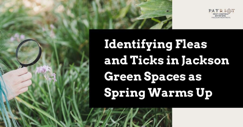 Tick on grass in Jackson during spring