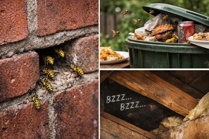 Yellow jackets entering wall crack, swarming trash, and buzzing in attic